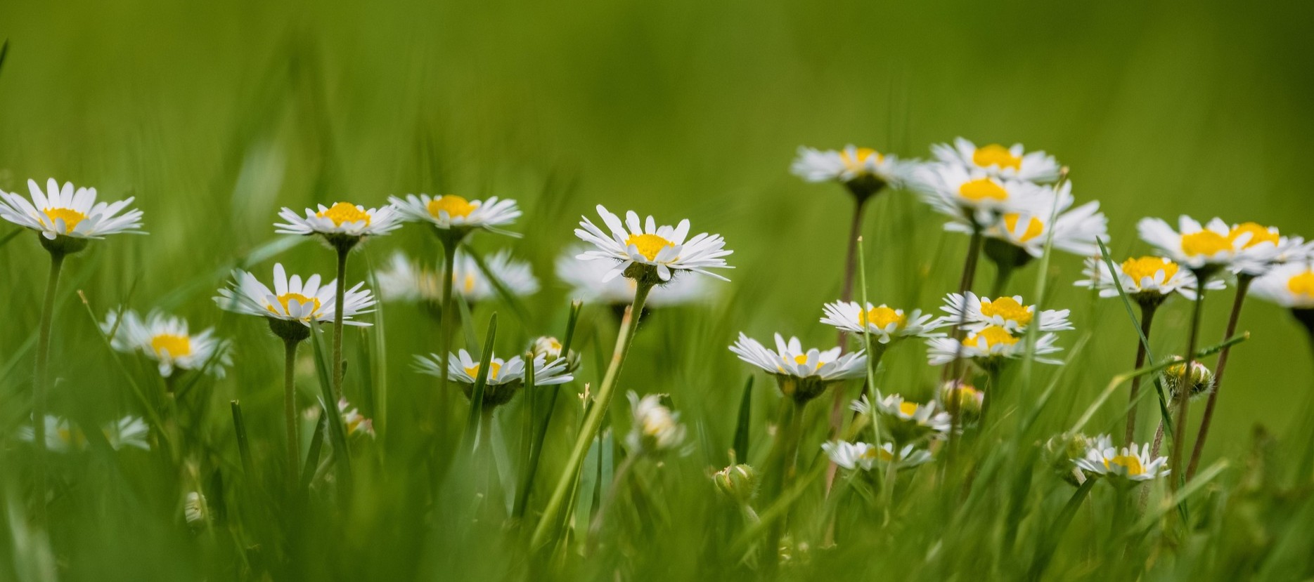flowers-7050948_1920